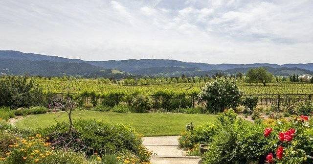 vineyard.jpg